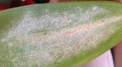 Orchidea a biely nájazd na jej listy